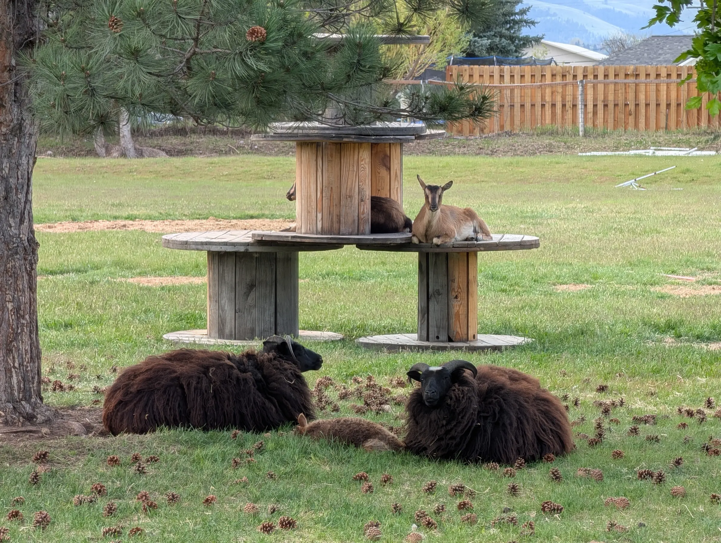Sheep and goats lounging on cable-spool towers